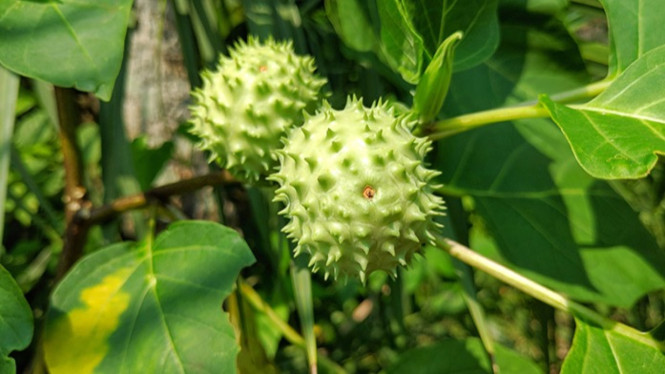 Kecubung