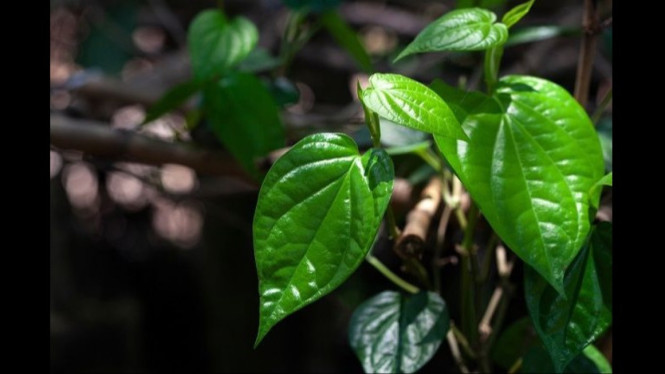 Daun Sirih