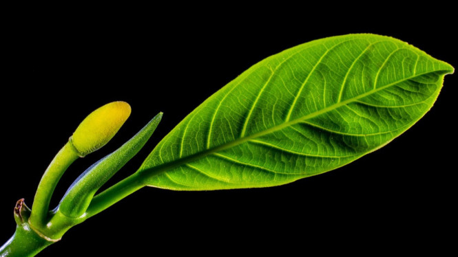 Daun Nagka