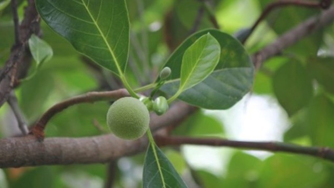 Nangka