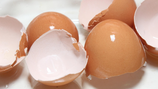 Kulit Telur
