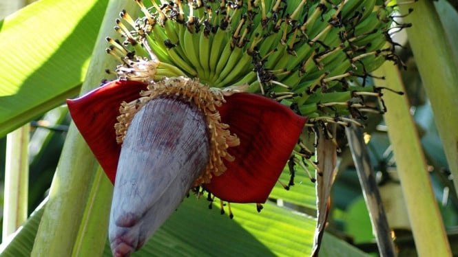 Jantung Pisang