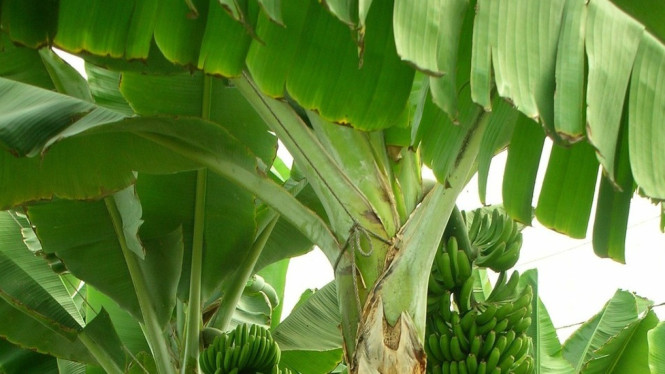 Daun Pisang