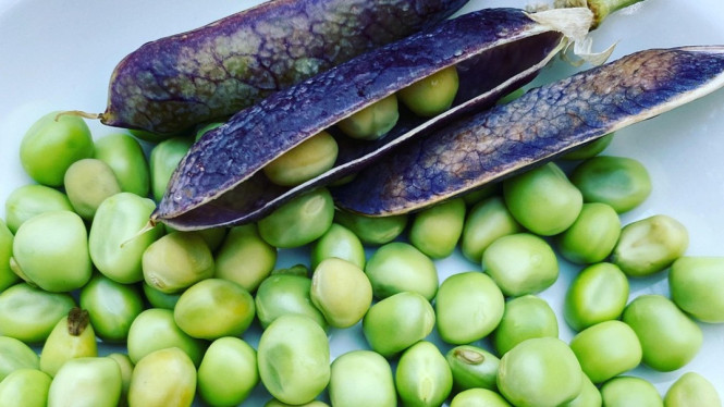 Kacang Kacangan