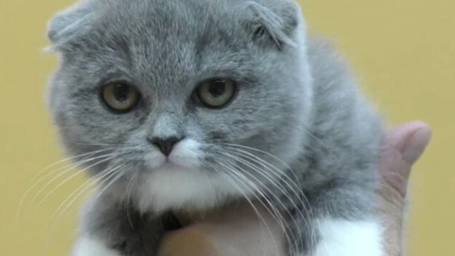 Kucing