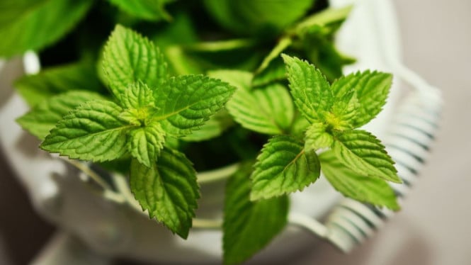 Daun Mint