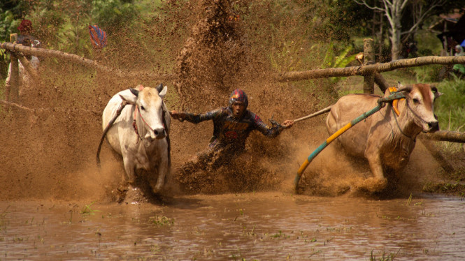 Pacu Jawi
