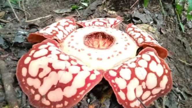 Rafflesia Hasseltii