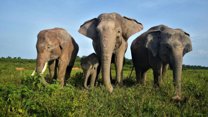 ilustrasi gajah