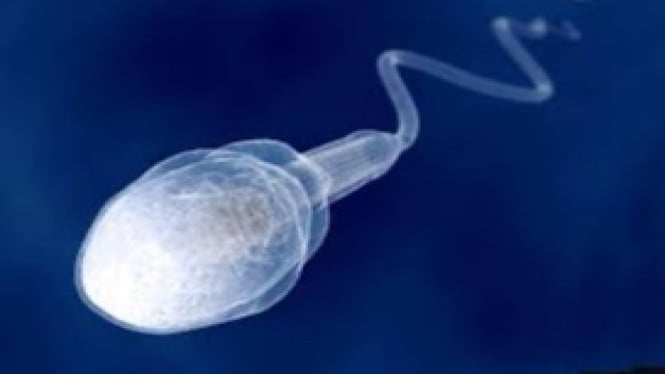 Ilustrasi Sperma