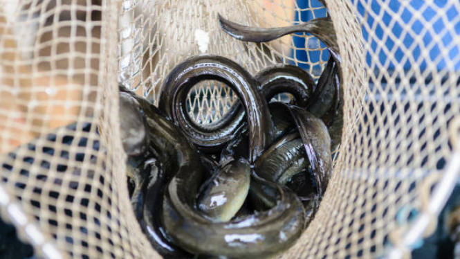 Memancing belut