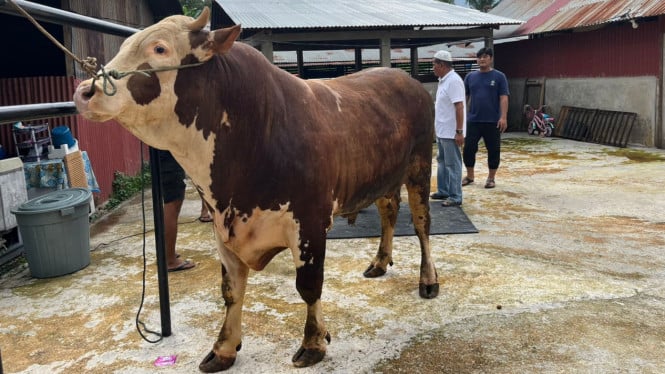 Presiden Prabowo sumbang sapi kurban jenis Simental berbobot 1,1 ton untuk warga terdampak bencana di Padang
