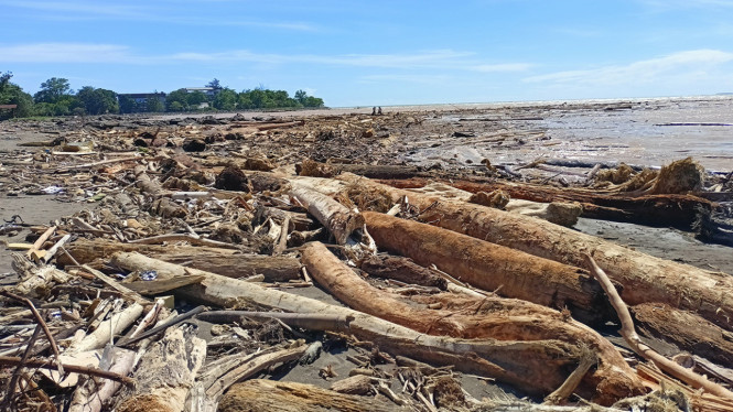 Sampah kayu gelondongan menumpuk di sepanjang pantai Padang pasca banjir bandang (28/11/2025)
