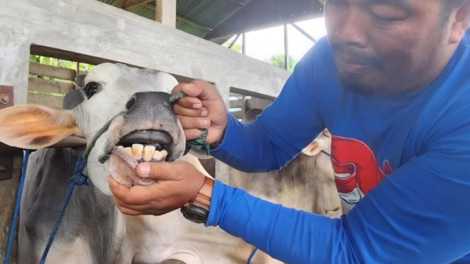 Cegah Penularan PMK, Pemko Padang Gencarkan Vaksinasi Tahap Kedua untuk Ternak