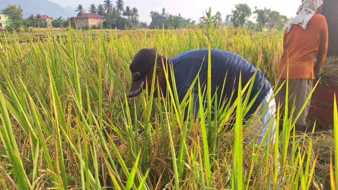 padi sokan
