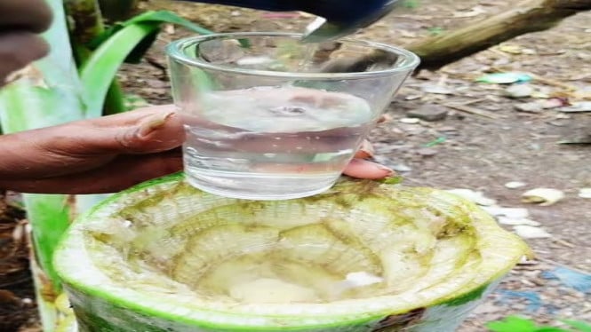 gedebog pisang