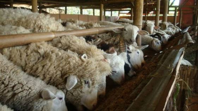 peternakan kambing