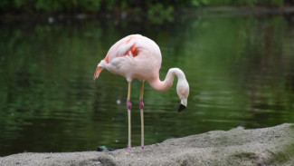 Flamingo Mom: Saat Warna Pink Memudar, Tapi Cinta Tak Pernah Hilang