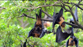 Waspada Virus Nipah, IDAI Imbau Orang Tua Jaga Anak Jangan Sampai Makan Buah Bekas Gigitan Kelelawar