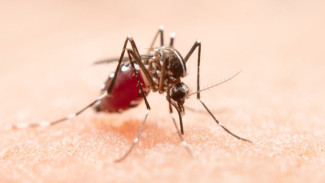 Bahaya Penularan Monkey Malaria, IDAI Ingatkan Masyarakat Waspada