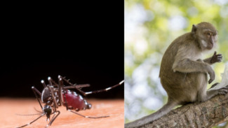 Waspada! Ini Gejala Monkey Malaria yang Sering Tak Disadari