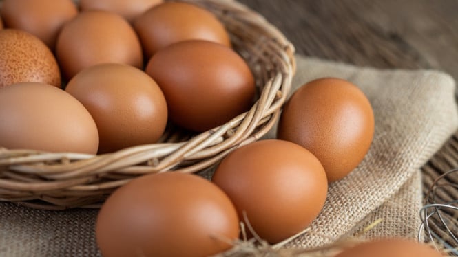 iliustrasi gambar telur