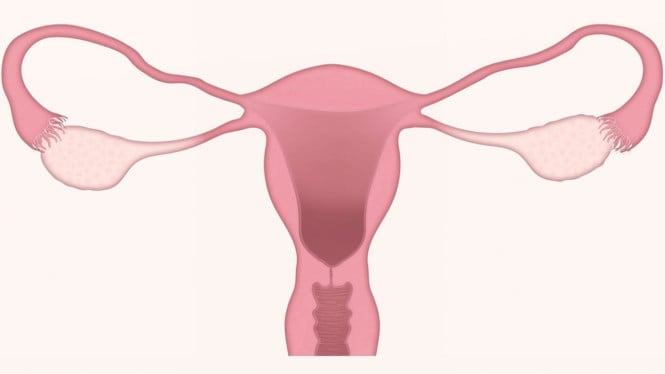 Reproduksi Wanita, Rahim, Uterus