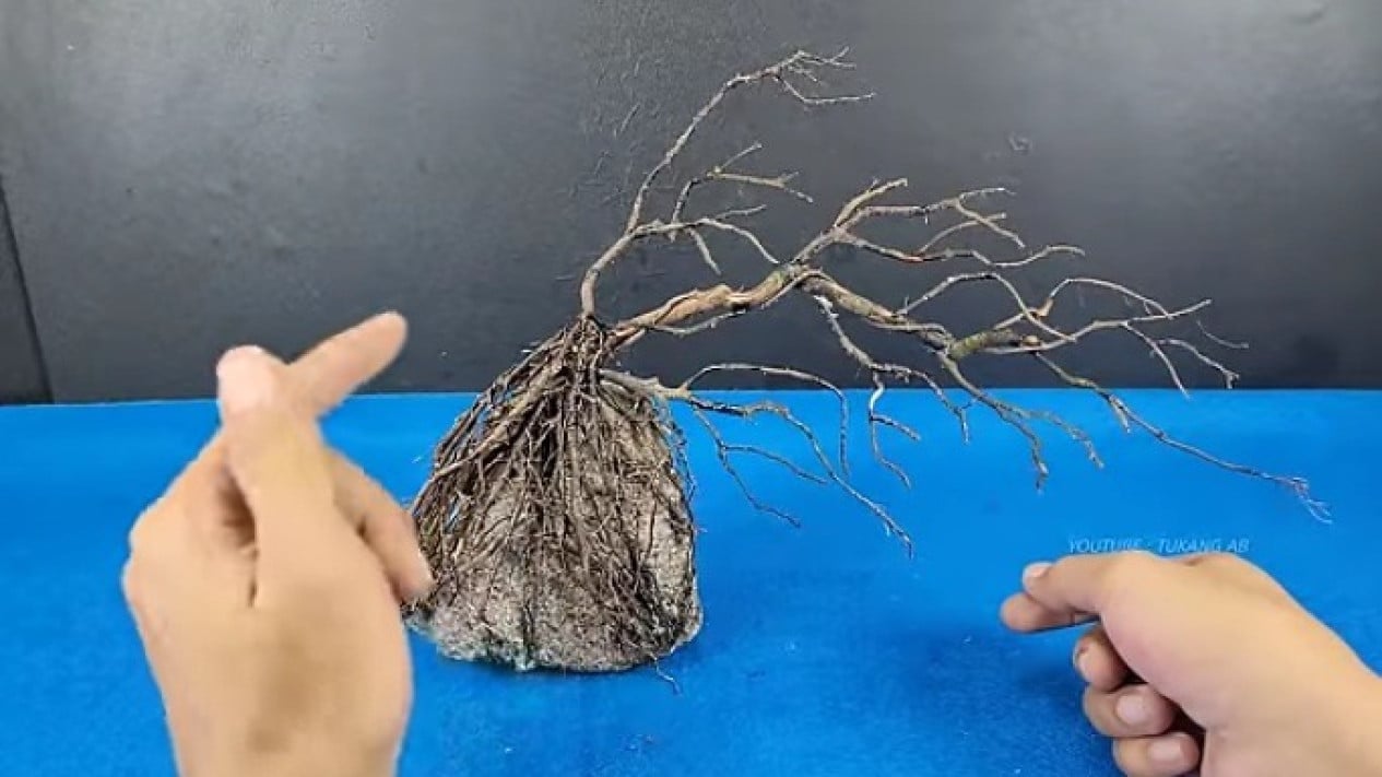 Foto Batu dan Akar Kayu Jadi Aquascape Mini Bernilai Jual Tinggi, Kok