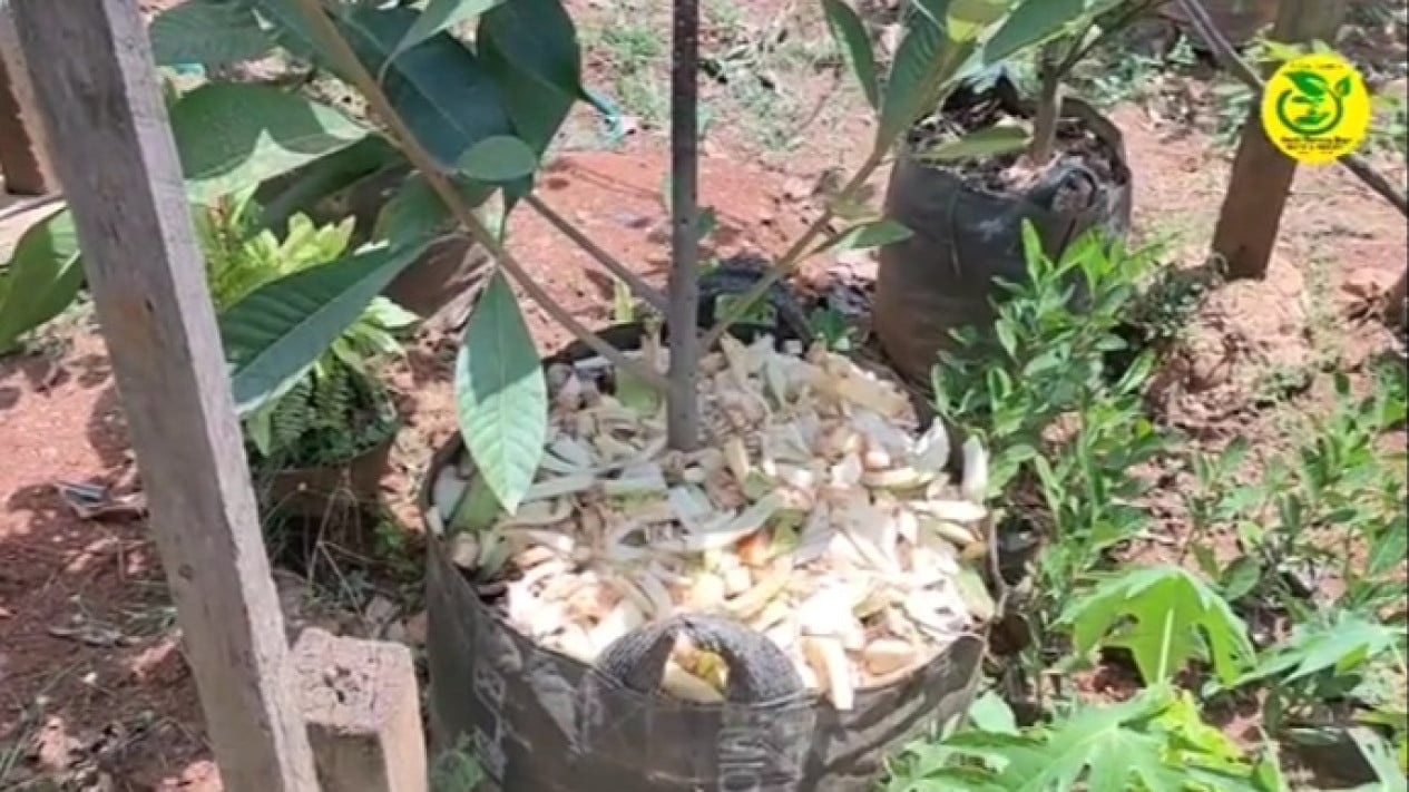 Foto Cara Bikin Mulsa Sekaligus Pupuk Kompos dari Gedebog Pisang! Tanpa ...