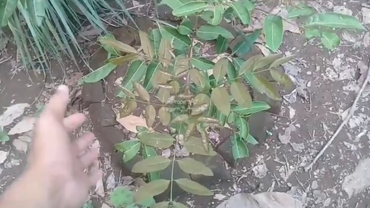 Pohon Kelengkeng Matalada