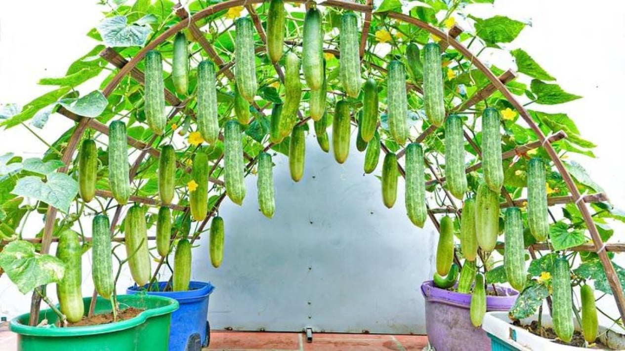 Gambar ilustrasi menanam timun hidroponik di rumah dalam langkah-langkah praktis menanam timun hidroponik di rumah