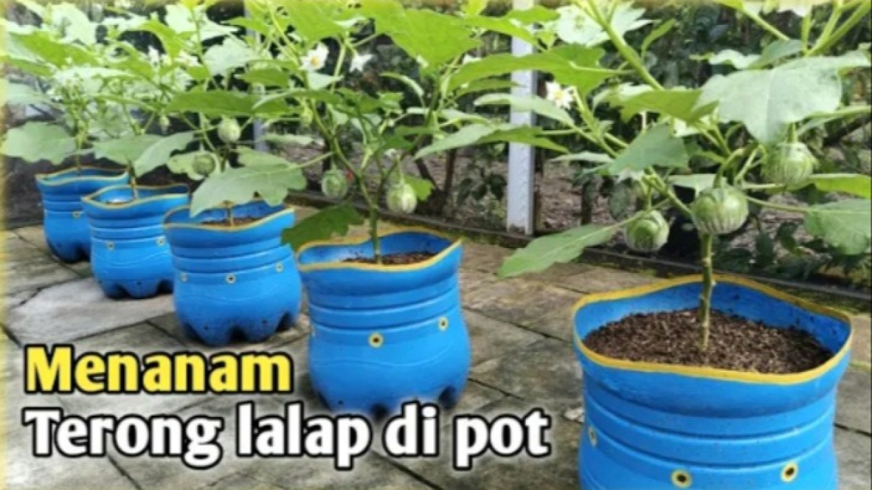 Foto Malas Beli ke Pasar? Begini Cara Menanam Terong Lalap di Pot ...