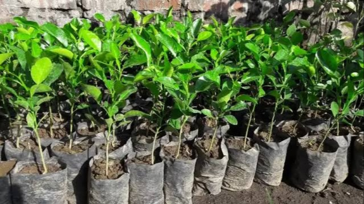 Pohon Jeruk Purut