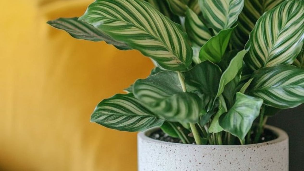 Calathea Kamu Kering? Ini Dia Cara Bikin Tanaman Hias Calathea Segar Lagi  Anti Ribet!