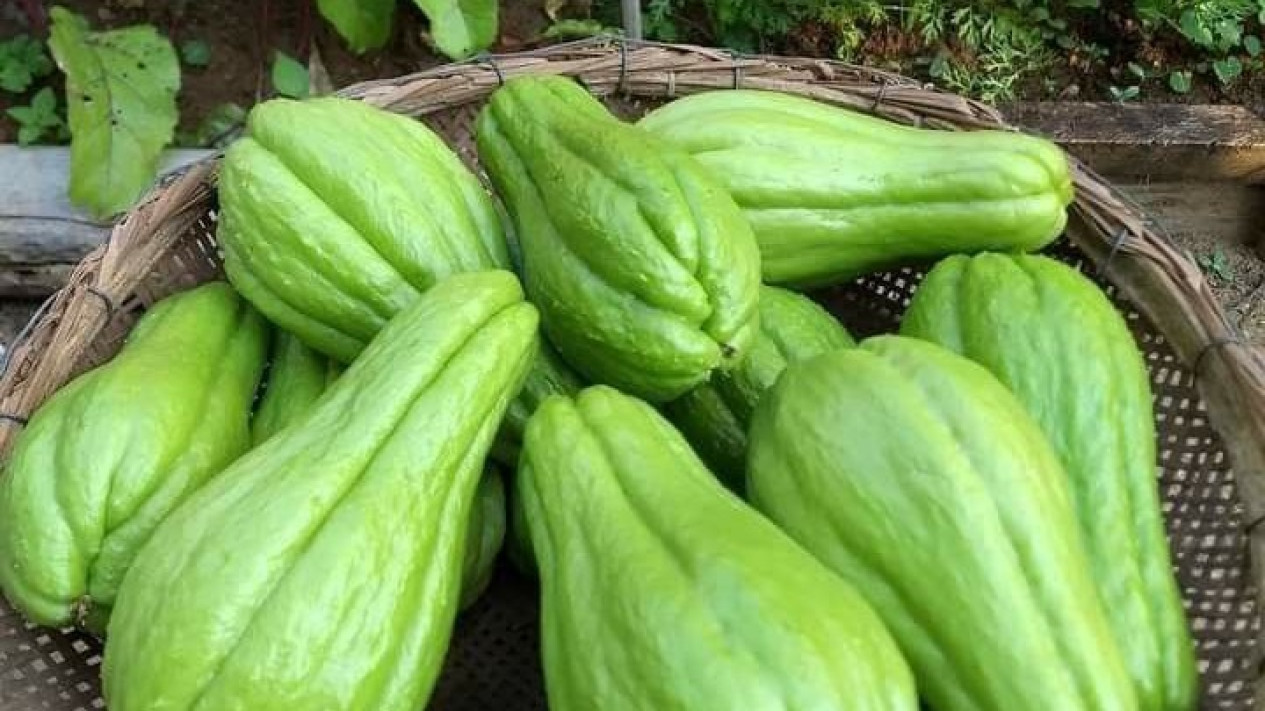 Ini Manfaat Labu Siam Buat Kesehatan Lansia, Sayuran Kaya Khasiat Tapi ...