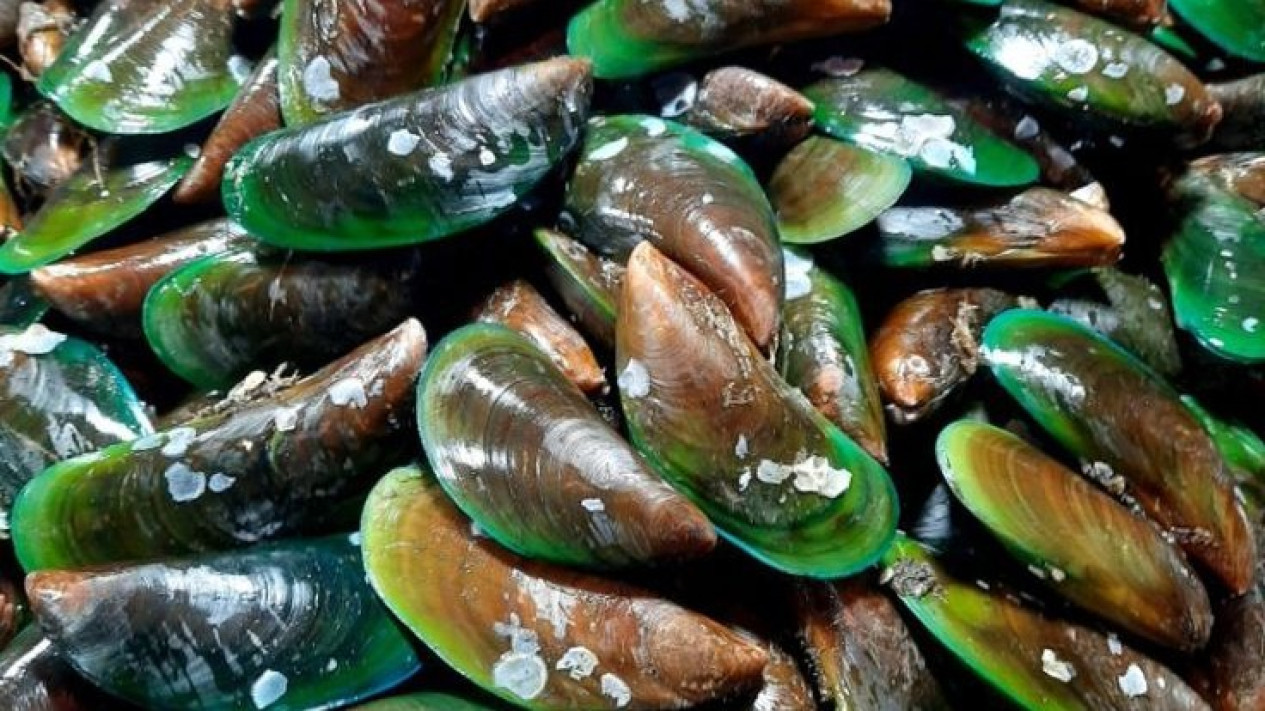 Fakta dan Manfaat Kerang Hijau untuk Kesehatan: Dari Jantung hingga ...