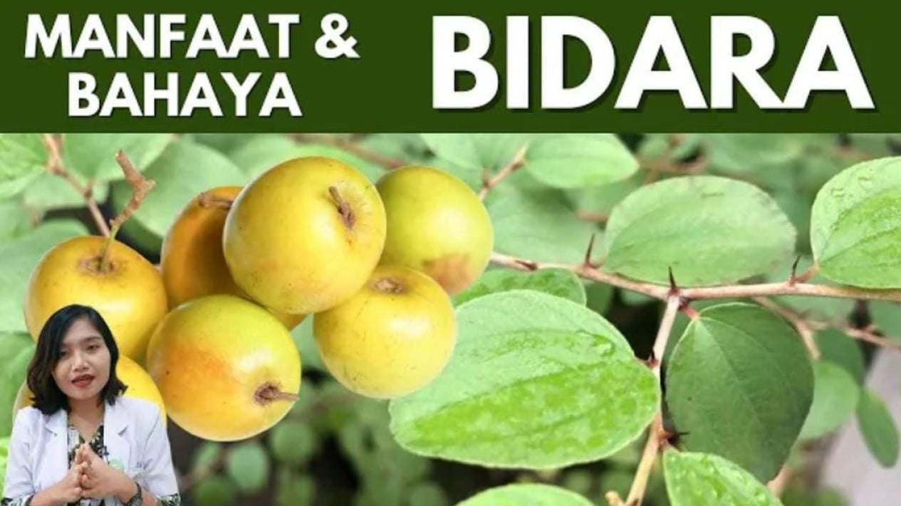 Manfaat Daun dan Buah Bidara Arab untuk Kesehatan Tubuh, Sudah Terbukti ...