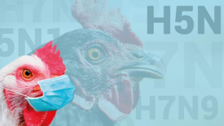 Flu Burung Berpotensi Menyebar Ke Manusia, Pemerintah Minta Seluruh Dinas Kesehatan Lakukan Ini