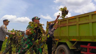Forkopimda Purwakarta dan Jasa Tirta II Berkolaborasi Tangani Eceng Gondok di Waduk Jatiluhur
