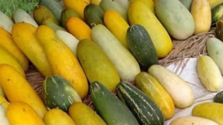 Manfaat Timun Suri untuk Kesehatan dan Cara Menikmatinya