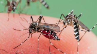 Waspada Musim Hujan! Basmi Nyamuk di Rumah dengan 3 Bahan Alami, Dijamin Aman dan Wangi