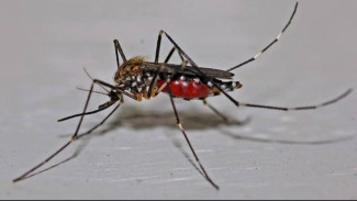 Musim Hujan Tiba, Waspada DBD! Ini 3 Trik Alami Mengusir Nyamuk Tanpa Bahan Kimia Berbahaya