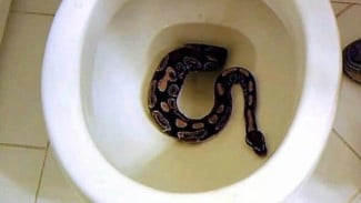 Sering Terjadi! Begini Cara Mencegah Ular Masuk Kloset