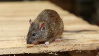 4 Cara Ampuh Usir Tikus dari Atap Rumah dengan Mudah!