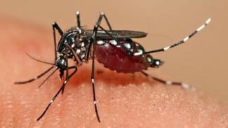 Trik Ajaib Usir Nyamuk Tanpa Asap! Begini Cara Membuat Obat Nyamuk Paling Ampuh, Aman untuk Anak
