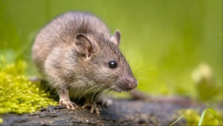 Tiga Bahan Alami Ternyata Ampuh Usir Tikus di Rumah: Murah dan Efektif!