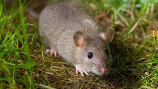 Cara Mudah Usir Tikus dengan Daun Jeruk Purut: Ampuh dan Simpel!