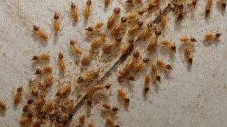 Tak Perlu Repot! Pakai Solar, Rayap Lenyap dalam Sekejap