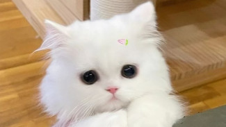 Tips Merawat Bulu Kucing Agar Selalu Menggemaskan dan Tidak Rontok