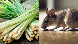 Cara Simpel dan Murah Usir Tikus Pakai Tiga Batang Serai